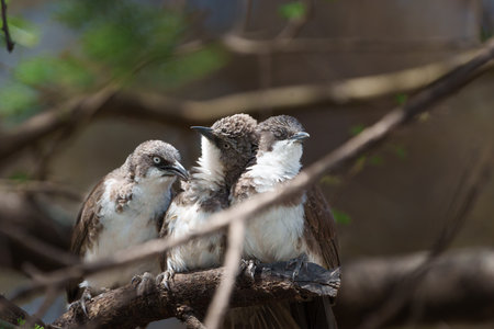 Three juvenile White-rumped Shrike or Eurocephalus ruppelli huddling and cuddling together on branch in Tarangire National Park Tanzania.の写真素材