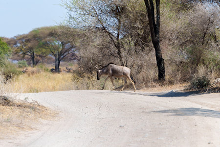 African  safari tourists in on-coming vehicle as wildebeest or Connochaetes taurinus crosses road in Tarangire National Park Tanzania.の写真素材