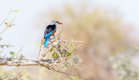 Grey-headed Kingfisher(Halcyon leucocephala) and it's bright vermillion bill  in Tarangire National...
