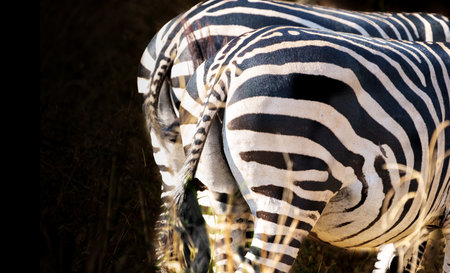 Backsides of two Plains Zebra (Equus quagga) flicking tails while grazing in Tarangire National Park.の写真素材