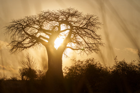 Characteristic silhouette African landscape with baobab tree back-lit by sunrise in Tarangire National Park.の写真素材