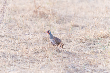 Red-necked Spur-fowl (Pternistis afer)の写真素材