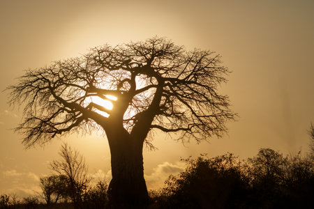 Characteristic silhouette African landscape with baobab tree back-lit by sunrise in Tarangire National Park.の写真素材