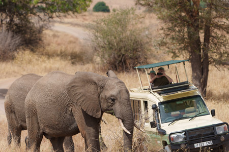Tarangire National Park Tanzania - 4wd safari vehicle with pop-up top and tourist as elephant crosses in Tarangire National Park Tanzania.のeditorial素材