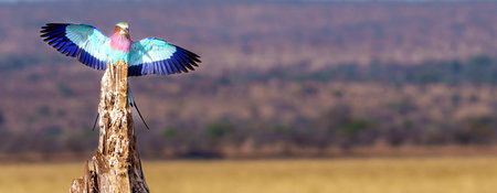 lilac-breasted roller (Coracias caudatus) in flight arrives at old tree stump to perch in Tarangire National Park Tanzania.の写真素材