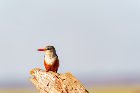 Beautiful grey-headed kingfisher (Halcyon leucocephala) resting on stump in Tarangire National Park Tanzania showing off its bright orange bill and feet with chestnut coloured belly.の写真素材