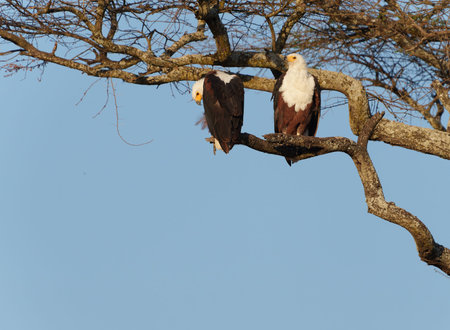 two African fish eagles (Haliaeetus vocifer) perched together high in tree in Tarangire National...