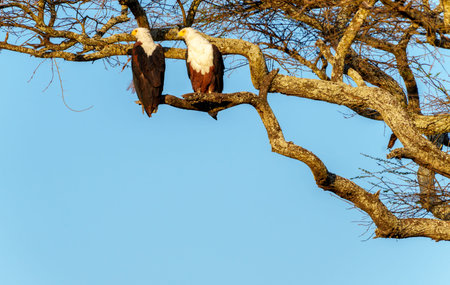 two African fish eagles (Haliaeetus vocifer) perched together high in tree in Tarangire National...
