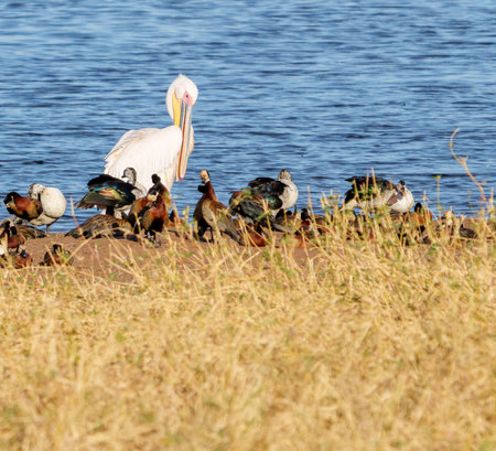 Great White Pelican (Pelecanus onocrotalus) preening on edge of pond with waterbird on ground in Tarangire National Park, Tanzania.の写真素材