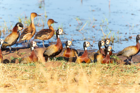White-faced whistling ducks (Dendrocygna viduata) gathered together n wetland swamp in Tarangire National Park Tanzania.の写真素材