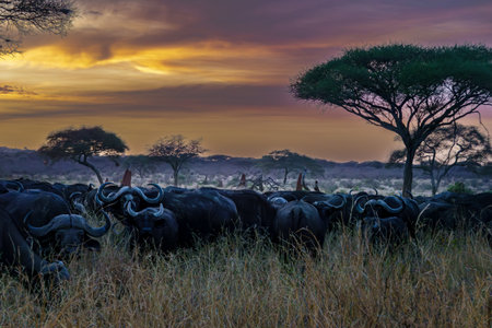 Herd of African buffalo (Syncerus caffer) gather in savannah landscape with acacia trees as sun drops behind the distant horizon in Tarangire National Park Tanzania.の写真素材