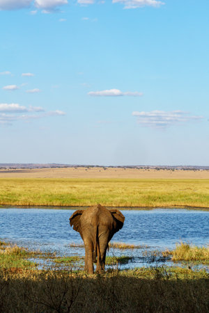 African bush elephants (Loxodonta africana) from rear near pond in Silale Swamp in Tarangire National Park in the Tarangire National Park Tanzania.の写真素材