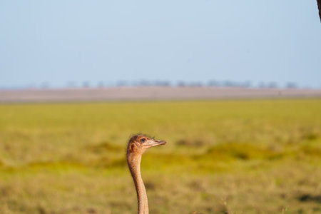 Head shot portrait in bottom of frame of Masai Ostrich, or Struthio camelus massaicus in Tarangire National Parkの写真素材