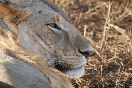 lion (Panthera leo) portrait from close-up and side of head blending in while resting on dry brown...