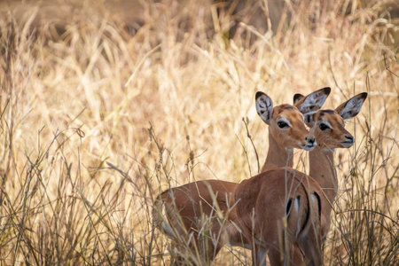 Pair of  Kirk's dik-dik (Madoqua kirkii) blending in to the long dry grass in Tarangire National Park savannah un Tanzania.の写真素材