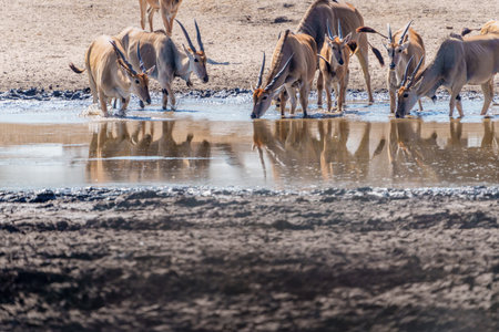 Group common eland (Taurotragus oryx) drinking at muddy waterhole in Tarangire National Park in Tanzania.の写真素材
