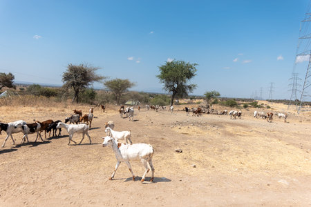 Trees and power pylons across hot arid landscape with wandering livestock, cattle and goats, under blue sky in Tanzania.の写真素材
