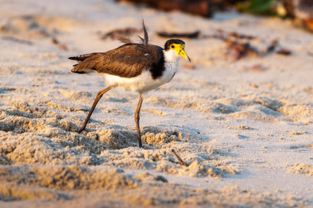 Spur-winged plover or Vanellus miles juvenile on beach at Lennox Head New South Wales, Australia.