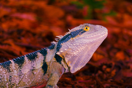 Eastern Water Dragon (Intellagama lesueurii) lizard portrait  on leaf litter under trees in Queensland Australia.の写真素材