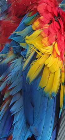 Feathers texture background, bright feathers of bird wing closeup in naturally colored vivid plumage...