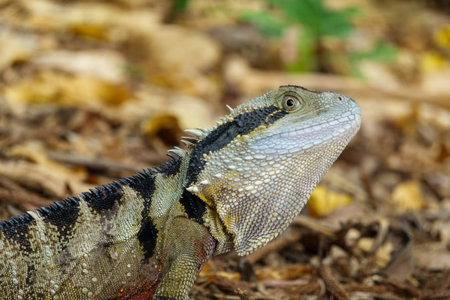 Eastern Water Dragon (Intellagama lesueurii) lizard portrait  on leaf litter under trees in...