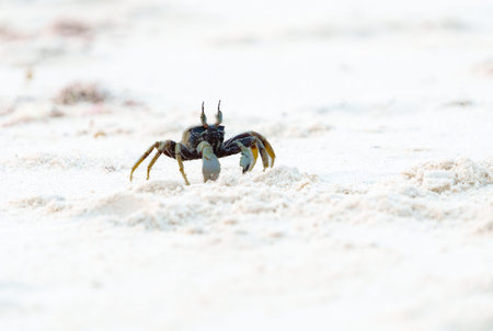 Horn-eyed Ghost Crab Ocypode ceratophthalmus, walking across top of sand on beach at Lennox Head,...