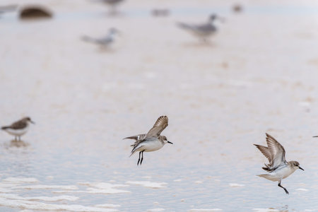Red-necked Stint or Calidris ruficollis group in juvenile and non-breeding plumage flying over...