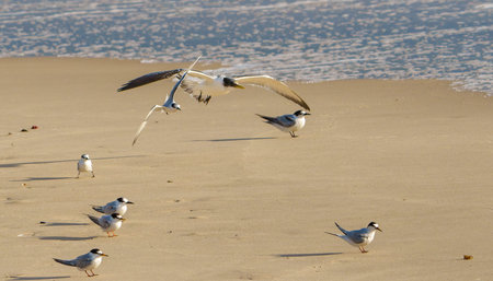 Juvenile great crested tern and little tern flying close over beach with little tern on sand below...