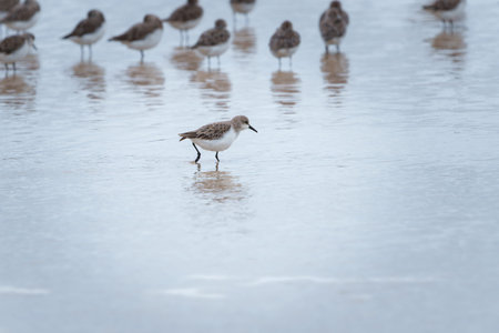 Red-necked Stint or Calidris ruficollis in juvenile and non-breeding plumage wading in shallows at...