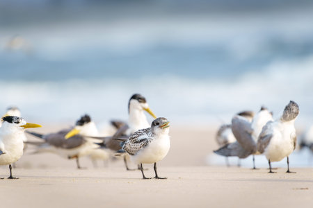 Greater Crested Tern (Thalasseus bergii) juvenile and flock in background flock in beach at Lennox...