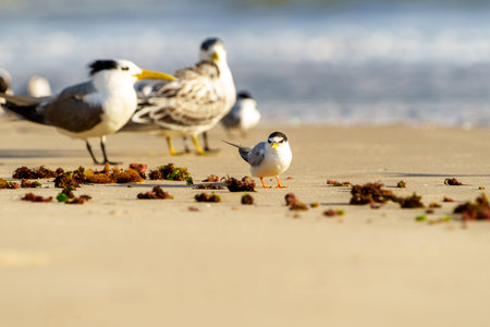 Little tern Sternula albifrons with breeding adult great crested and juvenile terns in background on beach at Lennox Head Australiaの写真素材