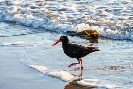 Sooty Oystercatcher or Haematopus fuliginosus wading in shallows in early morning sunlight at Evans Head NSW Australiaの写真素材