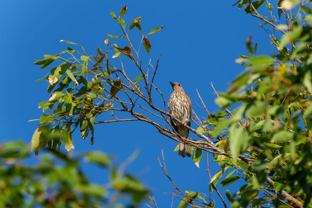 Female Australasian figbird (Sphecotheres vieilloti) high in tree photographed from low angle at...