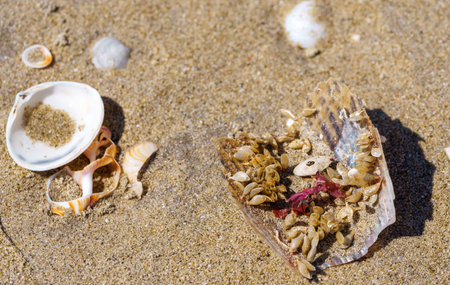 Numerous small, tubular structures attached to remains of mussel shell washed up on beach are likely...