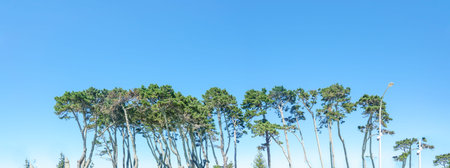 Scenic background image of tall pine trees with long trunks in row under blue sky at Papamoa...