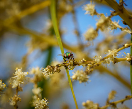 Green bottle fly or Lucilia on ponytail palm flower pollinating.