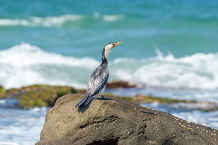 Juvenile Australian pied cormorant (Phalacrocorax varius) sitting alone on rock in New Zealand Beach...