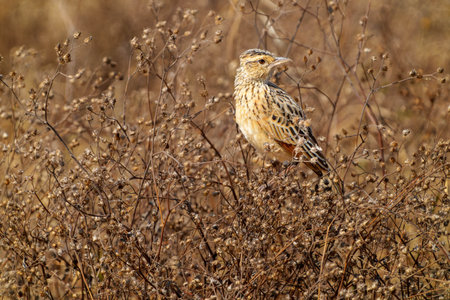 Oriental Skylark (Alauda gulgula) on ground among dry vegetation and wildflowers in Ngorongoro...
