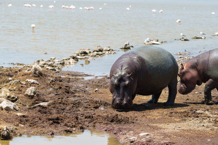 African hippo or Hippopotamus amphibius walking near pool and mud in Ngorongoro crater Tanzania.