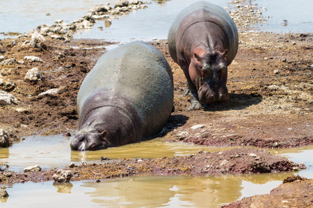 African hippo or Hippopotamus amphibius with head submerged drinking muddy water from puddle in...