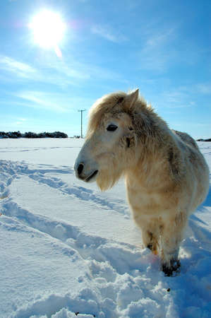 Shetland pony looking for foodの写真素材