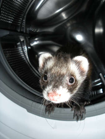 
Ferretの写真素材