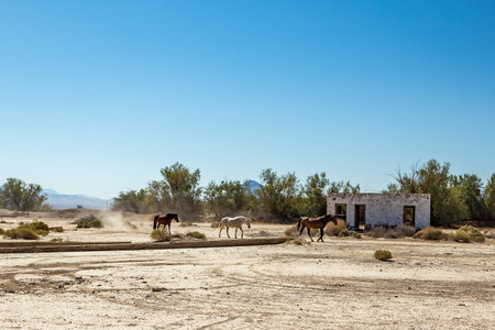 Wild horses walk past an abandoned building that sits alongside the roadway near Death Valley...