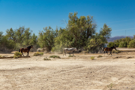 Wild horses walk past an abandoned building that sits alongside the roadway near Death Valley Junction in the Funeral Mountains Wilderness Area, California.の写真素材