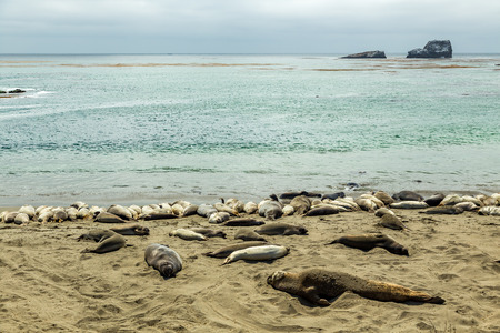 Male elephant seals are much larger than the females and have a trunk-like nose, from which the species gets its name.の写真素材