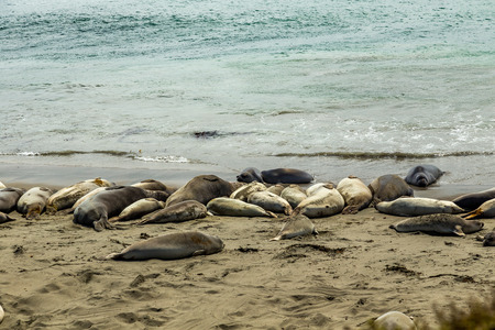 Male elephant seals are much larger than the females and have a trunk-like nose, from which the species gets its name.の写真素材
