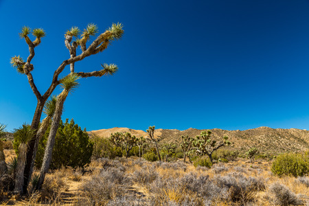 Joshua Tree National Park is a vast protected area in southern California. It's characterized by rugged rock formations and stark desert landscapes.の写真素材
