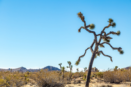 Joshua Tree National Park is a vast protected area in southern California. It's characterized by rugged rock formations and stark desert landscapes.の写真素材