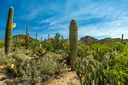 Saguaro National Park in southern Arizona is part of the National Park System in the United States. The park preserves the desert landscape, fauna, and flora in two park districts, one east and the other west of Tucson.の写真素材