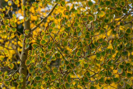 Aspen leaves beginning to change color in the fall.の写真素材